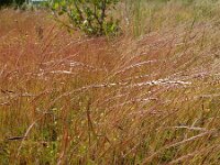 Vulpia myuros 5, Gewoon langbaardgras, Saxifraga-Ed Stikvoort