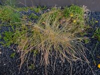 Vulpia myuros 6, Gewoon langbaardgras, Saxifraga-Ed Stikvoort