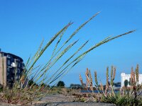 Vulpia myuros 7, Gewoon langbaardgras, Saxifraga-Ed Stikvoort