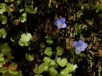 Wahlenbergia hederacea 11, Klimopklokje, Saxifraga-Ed Stikvoort