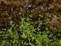 Wahlenbergia hederacea 8, Klimopklokje, Saxifraga-Ed Stikvoort