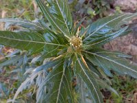 Xanthium spinosum 10, Stekende stekelnoot, Saxifraga-Ed Stikvoort