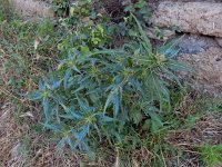 Xanthium spinosum 11, Stekende stekelnoot, Saxifraga-Ed Stikvoort