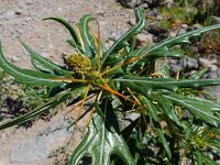 Xanthium spinosum 13, Stekende stekelnoot Saxifraga-Ed Stikvoort