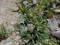 Xanthium spinosum 14, Stekende stekelnoot Saxifraga-Ed Stikvoort