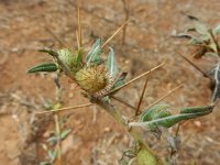 Xanthium spinosum 15, Stekende stekelnoot, Saxifraga-Ed Stikvoort