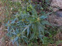 Xanthium spinosum 9, Stekende stekelnoot, Saxifraga-Ed Stikvoort