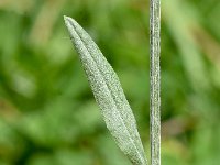 Xeranthemum cylindraceum