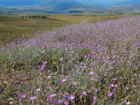 Xeranthemum squarrosum 3, Saxifraga-Ed Stikvoort