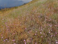 Xeranthemum squarrosum 6, Saxifraga-Ed Stikvoort