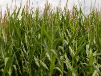 Zea mays, Corn