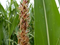 Zea mays 2, Maïs, Saxifraga-Ed Stikvoort