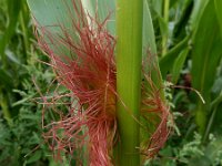 Zea mays 3, Maïs, Saxifraga-Ed Stikvoort