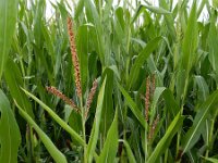 Zea mays 4, Maïs, Saxifraga-Ed Stikvoort