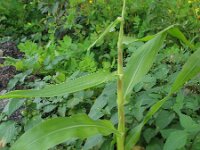 Zea mays 9, Mais, Saxifraga-Rutger Barendse