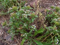 Ziziphora capitata 2 Saxifraga-Ed Stikvoort