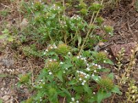 Ziziphora capitata 4 Saxifraga-Ed Stikvoort