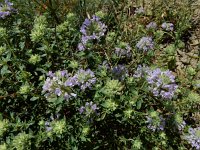 Ziziphora clinopodioides 2, Saxifraga-Ed Stikvoort