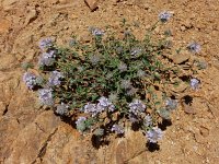 Ziziphora clinopodioides 3, Saxifraga-Ed Stikvoort