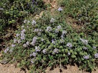 Ziziphora clinopodioides 6, Saxifraga-Ed Stikvoort