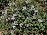 Ziziphora clinopodioides 7, Saxifraga-Ed Stikvoort