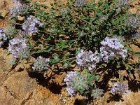 Ziziphora clinopodioides 8, Saxifraga-Ed Stikvoort