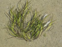 Zostera marina 15, Groot zeegras, Saxifraga-Mark Zekhuis