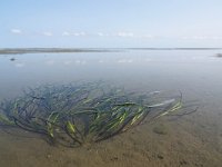 Zostera marina 16, Groot zeegras, Saxifraga-Mark Zekhuis