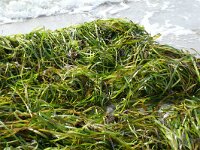 Zostera marina 17, Groot zeegras, Saxifraga-Hans Grotenhuis