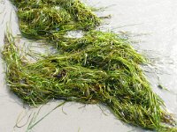 Zostera marina 18, Groot zeegras, Saxifraga-Hans Grotenhuis