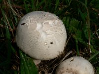 Funghi, Paddestoelen, Mushrooms-Toadstools