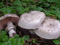 Agaricus bitorquis