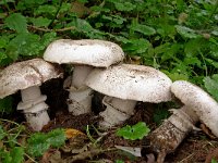 Agaricus bitorquis 2, Straatchampignon, Saxifraga-Lucien Rommelaars