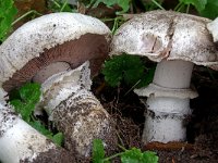 Agaricus bitorquis 3, Straatchampignon, Saxifraga-Lucien Rommelaars