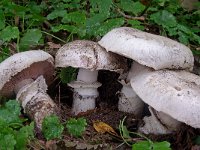 Agaricus bitorquis 4, Straatchampignon, Saxifraga-Lucien Rommelaars