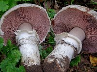 Agaricus bitorquis 5, Straatchampignon, Saxifraga-Lucien Rommelaars