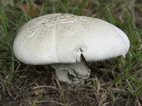 Agaricus campestris 2, Gewone weidechampignon, Saxifraga-Willem van Kruijsbergen