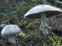 Agaricus essettei