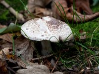 Agaricus silvaticus 2, Schubbige boschampignon, Saxifraga-Bart Vastenhouw