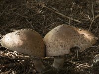 Agaricus silvaticus 3, Schubbige boschampignon, Saxifraga-Willem van Kruijsbergen