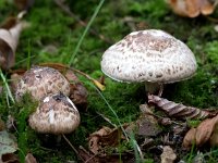 Agaricus silvaticus 4, Schubbige boschampignon, Saxifraga-Bart Vastenhouw