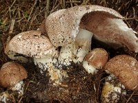 Agaricus subrufescens 10, Saxifraga-Lucien Rommelaars