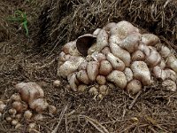 Agaricus subrufescens 16, Saxifraga-Lucien Rommelaars