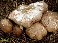 Agaricus subrufescens 4, Saxifraga-Lucien Rommelaars