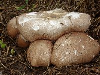 Agaricus subrufescens 5, Saxifraga-Lucien Rommelaars