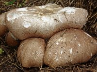 Agaricus subrufescens 6, Saxifraga-Lucien Rommelaars