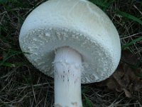 Agaricus urinascens