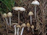 Agrocybe rivulosa