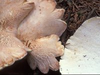 Albatrellus ovinus, Sheep Polypore