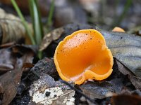 Aleuria aurantia 16, Grote oranje bekerzwam, Saxifraga-Luuk Vermeer